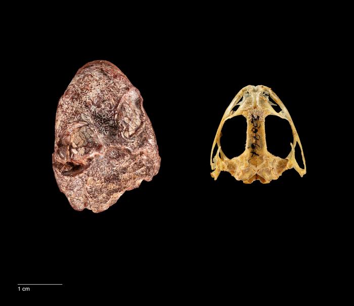 The fossil skull of Kermitops (left) alongside a modern frog skull (Lithobates palustris, right).