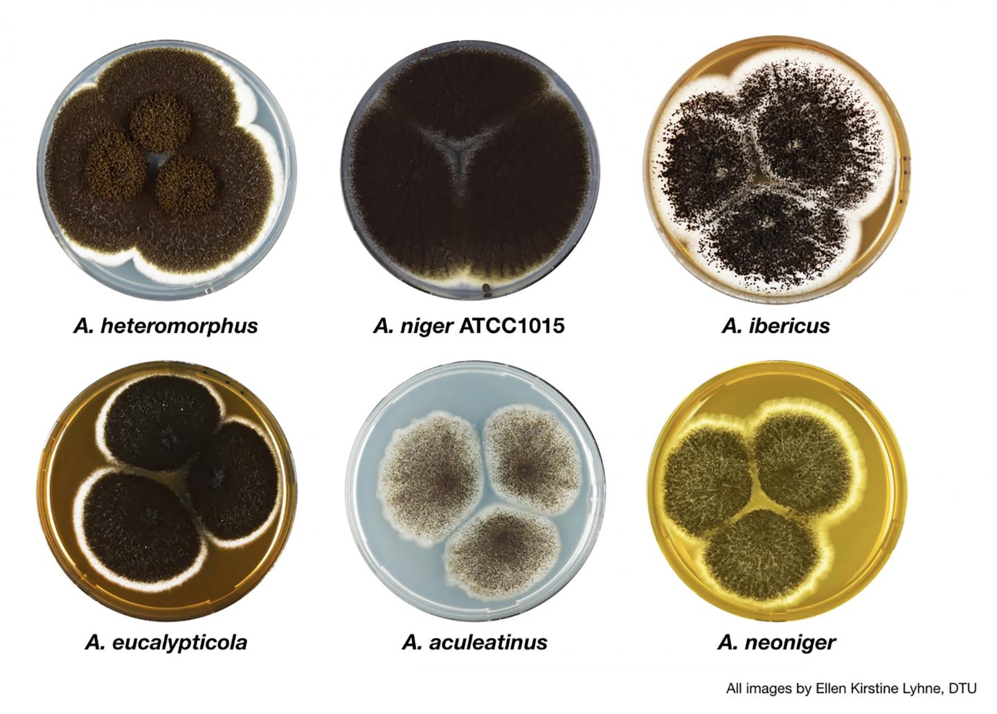 <i.Aspergillus</i> Section Nigri Fungi