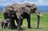 Three generations of elephant