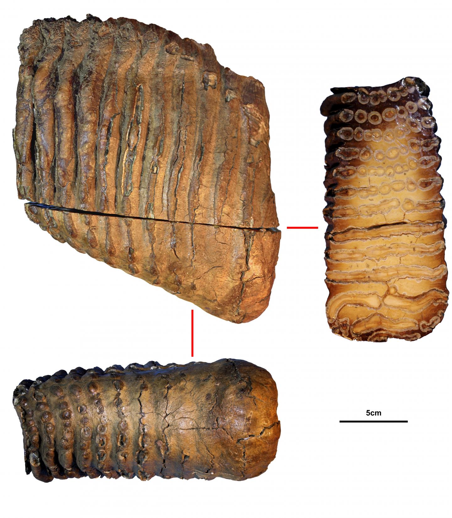 Krestovka speciment tooth