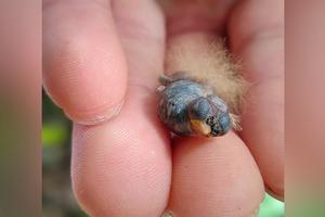 Newly hatched White-necked Jacobin chick. Notice its dorsal fluffy down feathers.