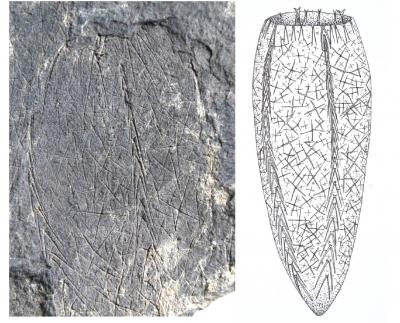 <i>Metaxyspongia</i> from the Early Cambrian Hetang Biota, China