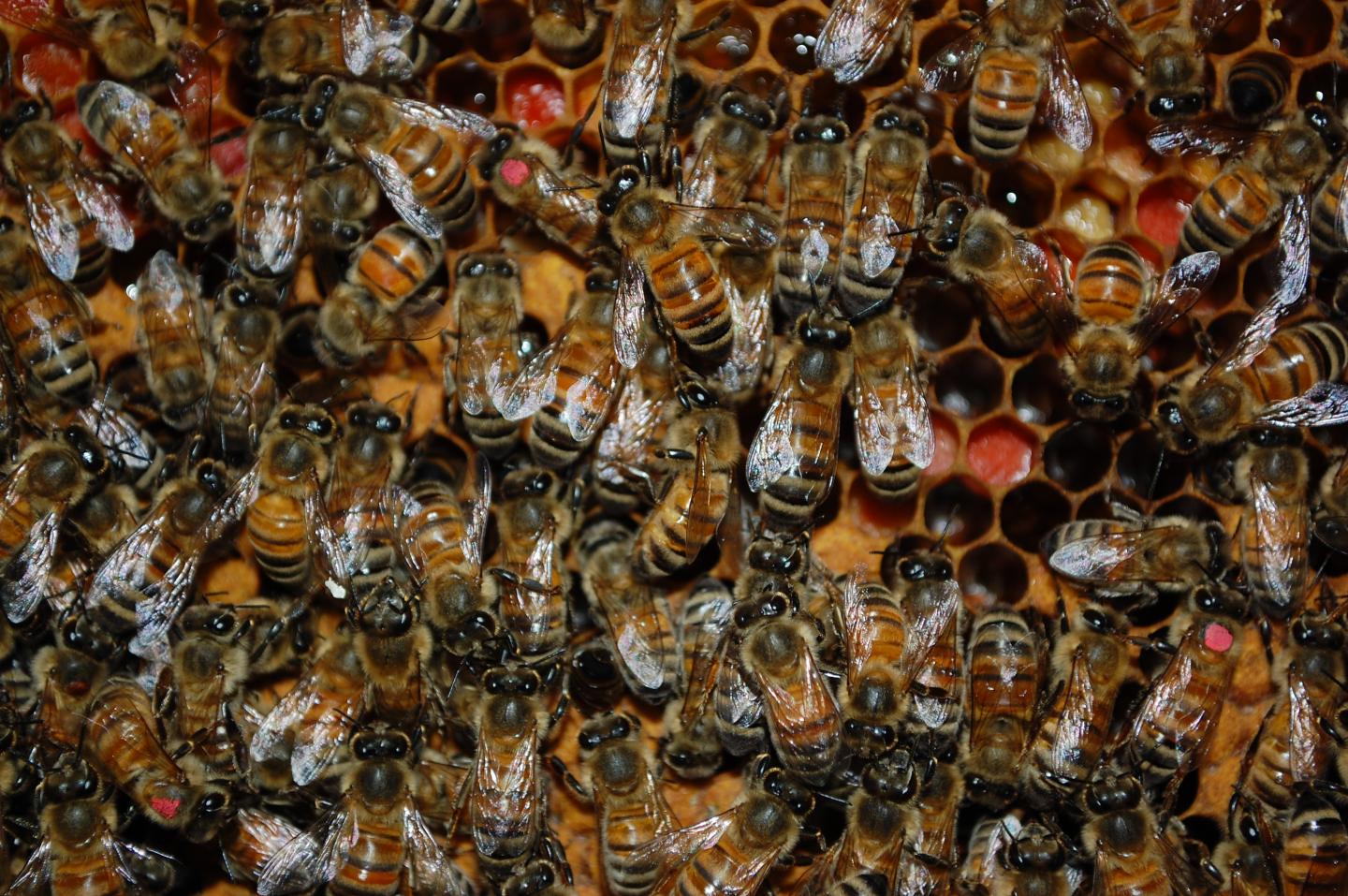 Honeybees