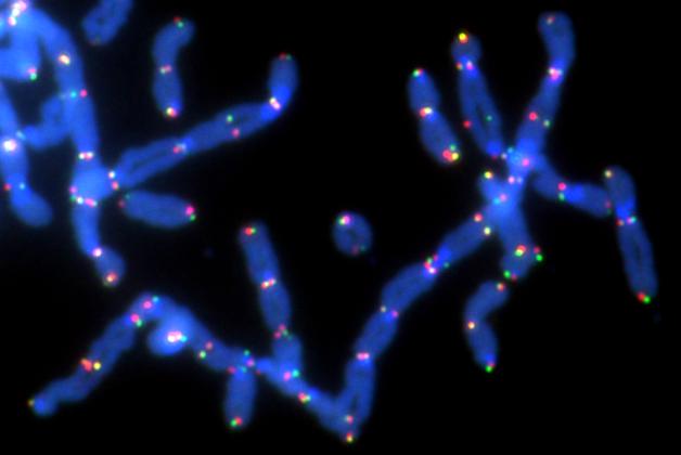 Picture of Fusing Chromosomes (1 of 3)