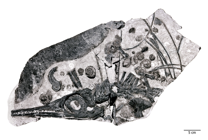 5_Ichthyosaur_ammonites