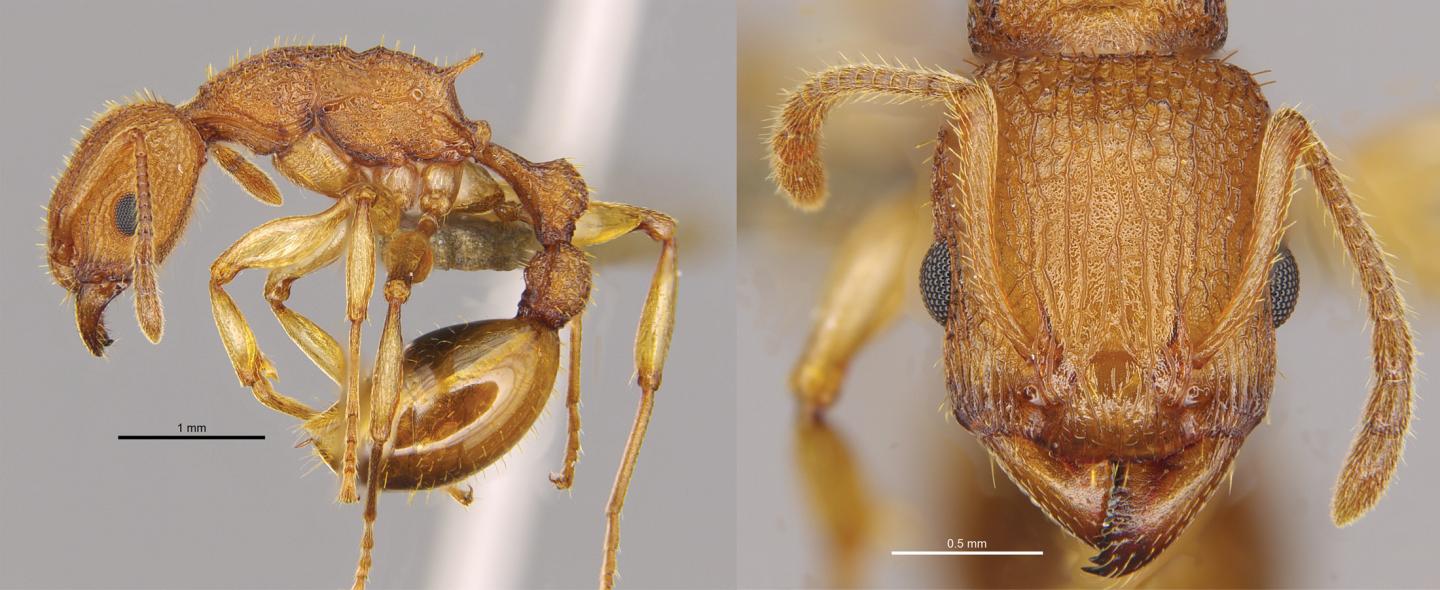 Golden Tree Ant <em>Paratopula bauhinia</em>