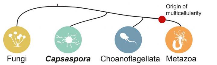 Multicellularity in Evolutionary History