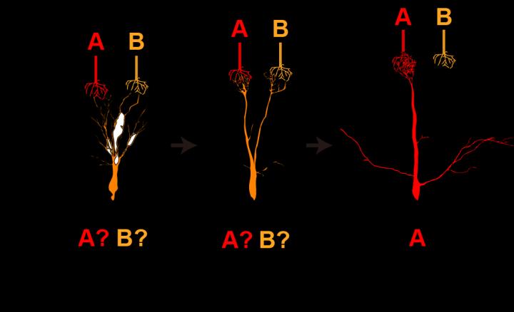 Progression of a mitral cell