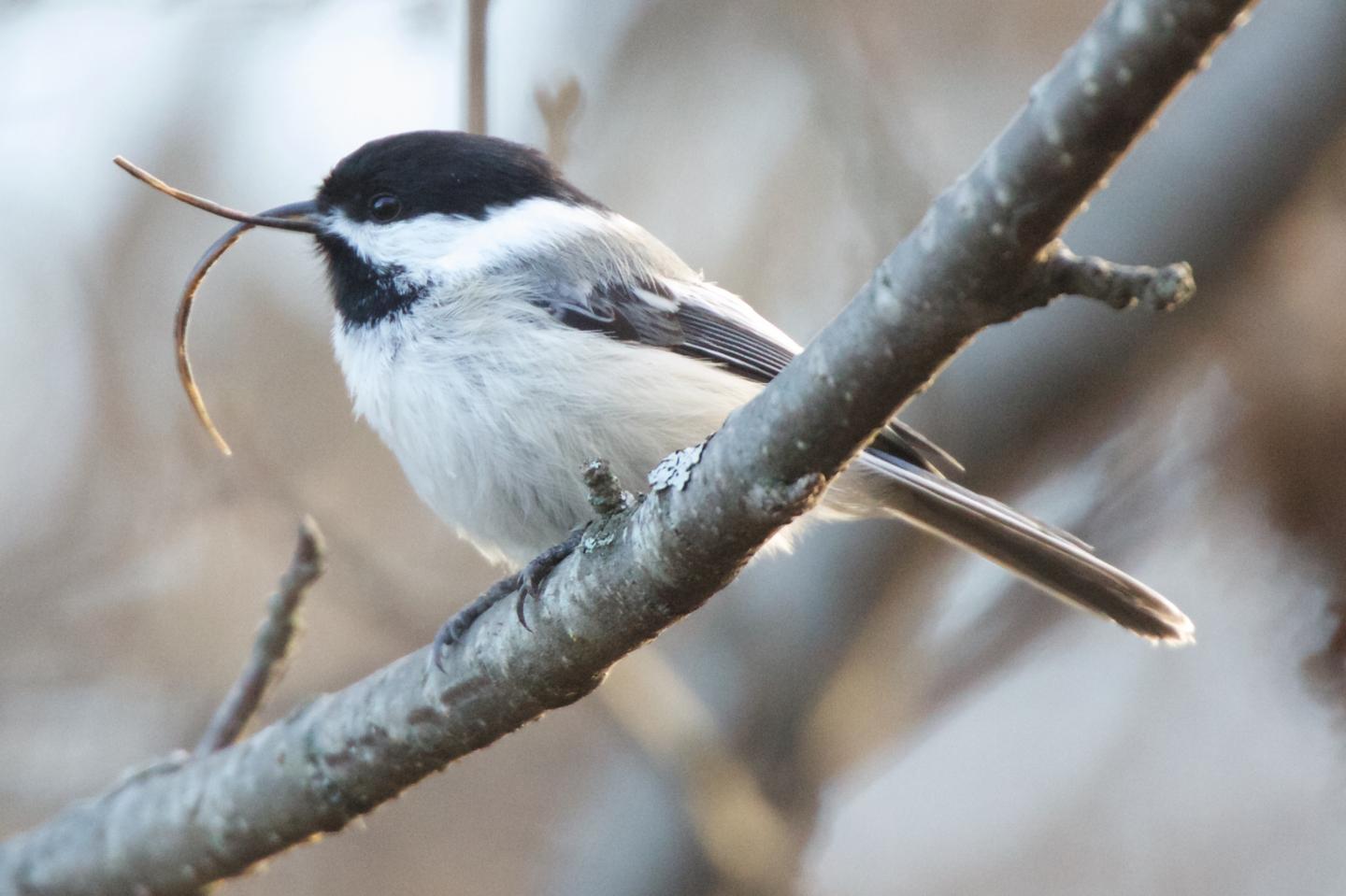 Black-Capped Chickadee in Homer, Alaska