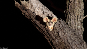 Greater glider