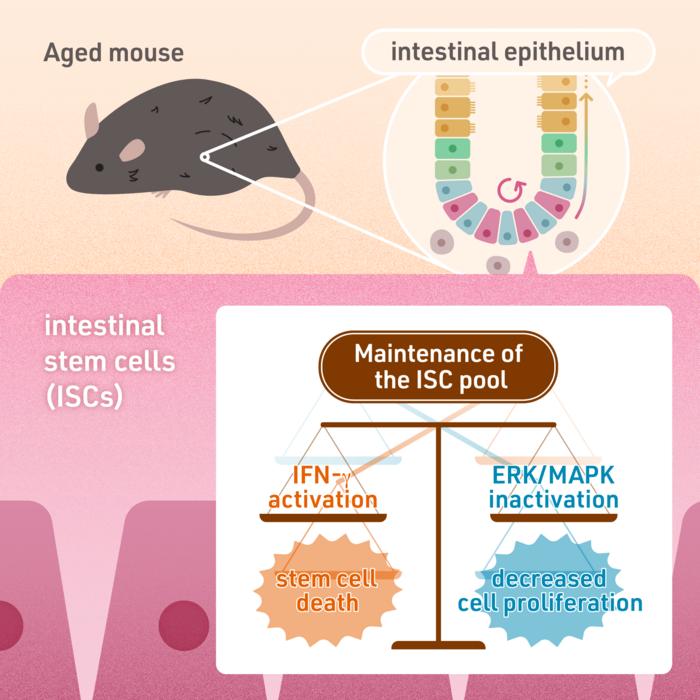 Safeguarding intestinal stem cells during aging