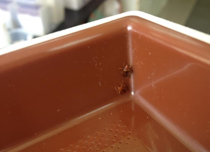 Tropical Bed Bug Cimex Hemipterus Climbs Smooth Wall of Pitfall Trap