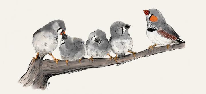 Illustration of Zebra Finches