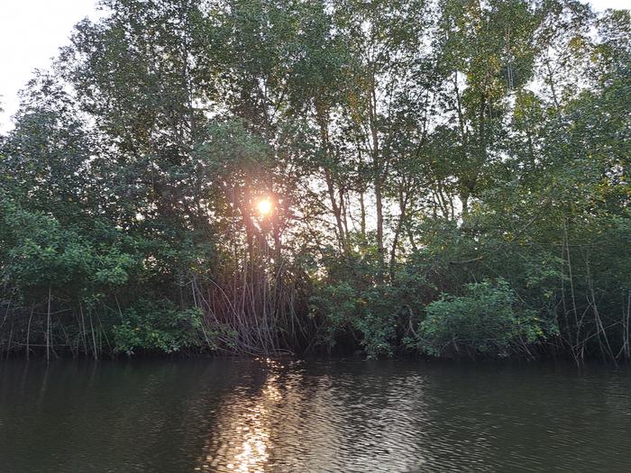 Intact mangroves in the Democratic Republic of Congo, in the mouth of the Congo River, where some of the highest carbon stocks in the world have been recorded.