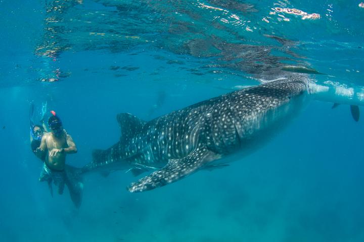 Tourists diving with whale shark at Oslob, Philippines