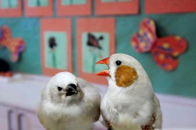 Zebra Finches