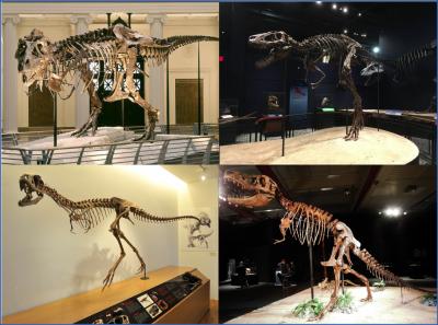 Skeletons of four tyrannosaurid specimens tested in the study