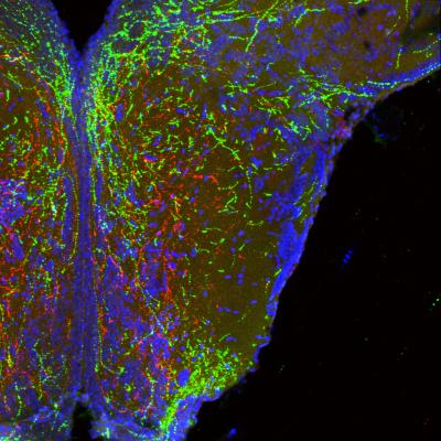 Fluorescent Image of the Hypothalamus