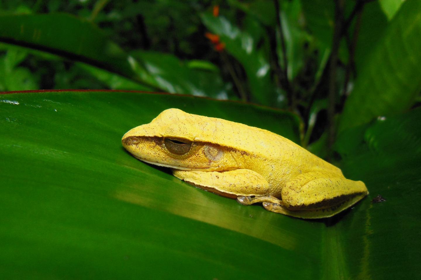 Yellow Tree Frog