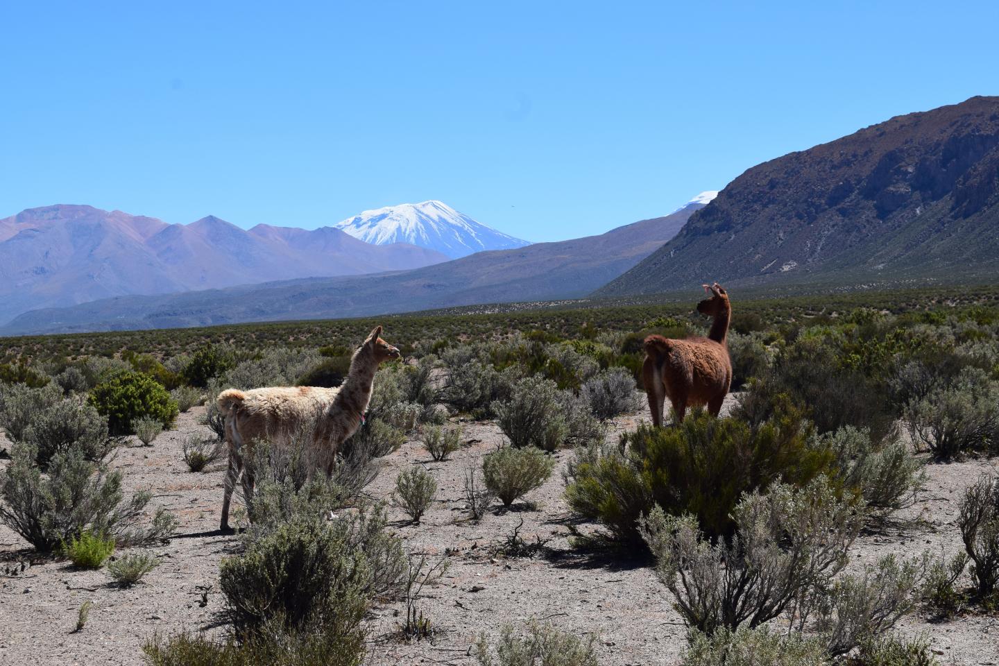 Lamas on Magmareservoar