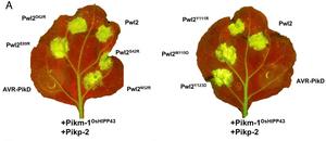 Figure 3 : Cell death assays showing ...