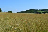 Field Full of Grain