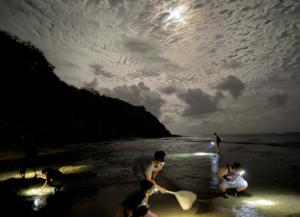 Intertidal surveys