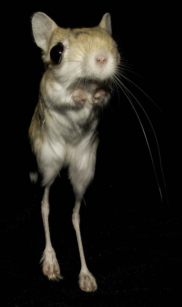 Natural loss of foot muscle in rodents shares | EurekAlert!