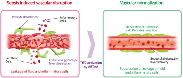 TIE2 Activation by ABTAA