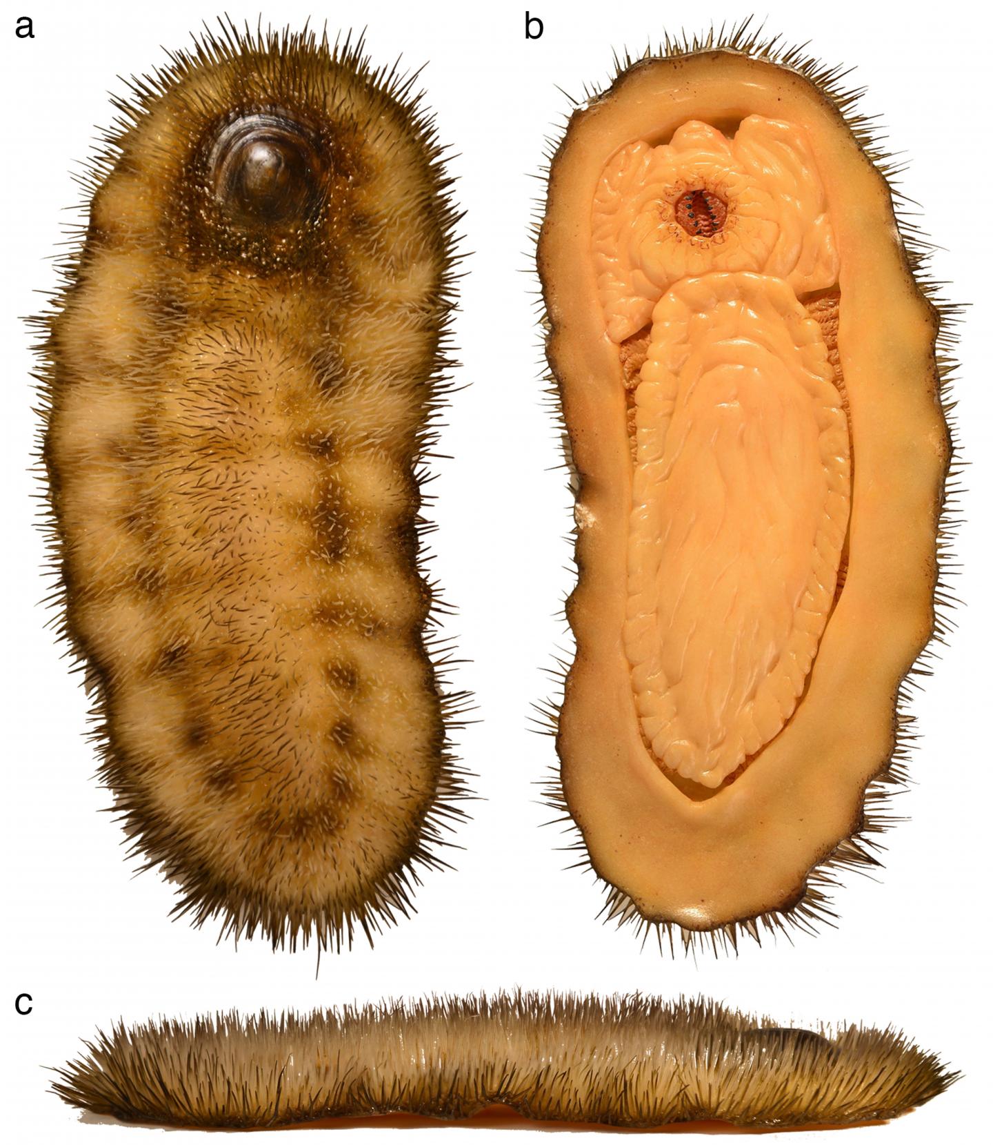 <i>Calvapilosa kroegeri</i>