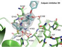Calpain inhibitor XII