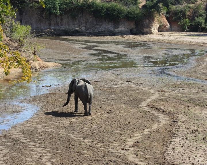 African Elephant