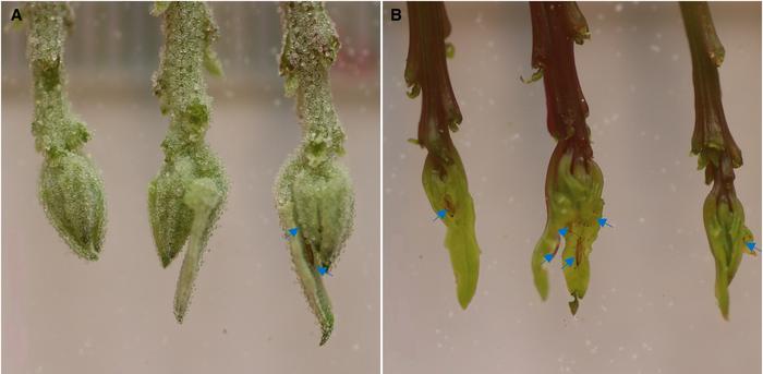 Shoots of quinoa plants