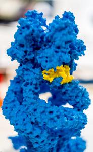 Printed 3D model of the ion channel “NompC” with the spring coloured yellow