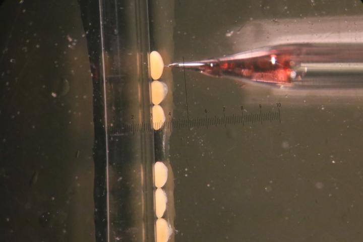 Microinjection Of Fertilised Coral Eggs