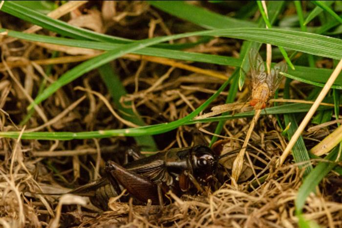 A Pacific field cricket and Hawaiian parasitic fly