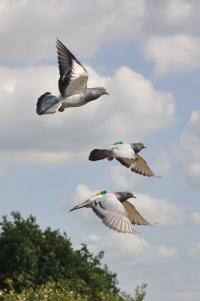 Pigeons in Flight (2 of 3)
