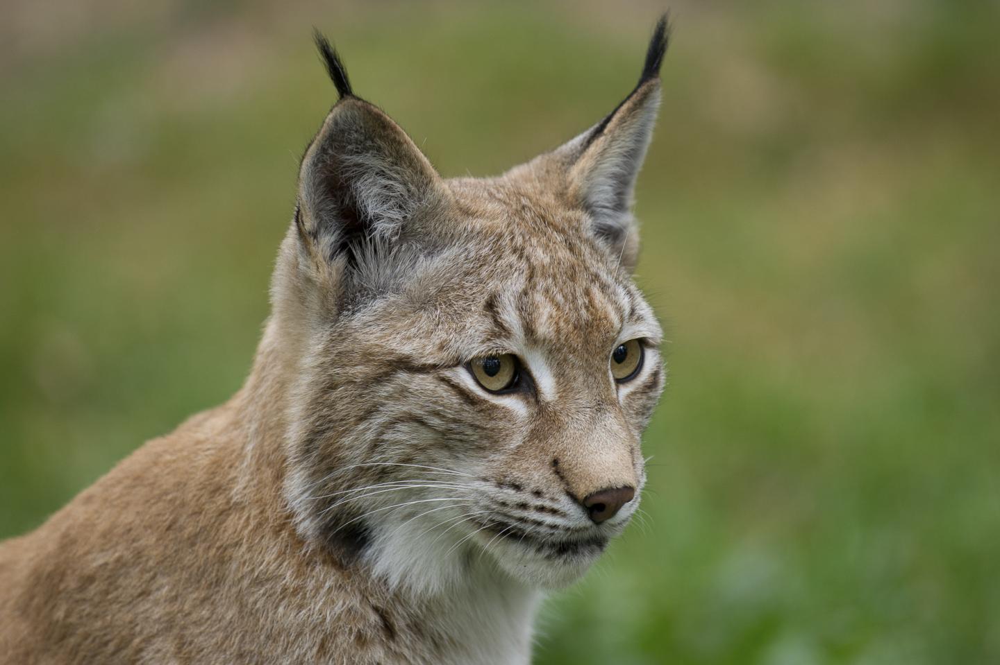 Lynx