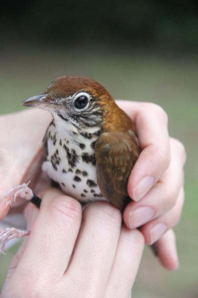 Wood Thrush Belize