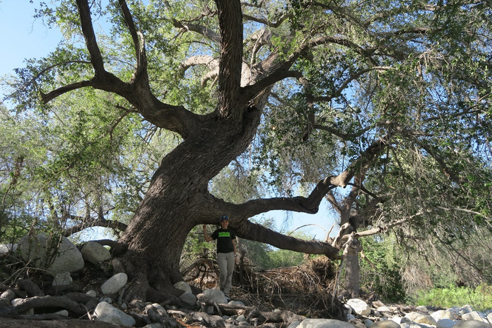 Quercus brandegeei, a threatened oak endemic to Mexico.
