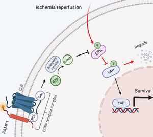 RAMP1 Protects Hepatocytes against Ischemia-reperfusion Injury by Inhibiting the ERK/YAP Pathway