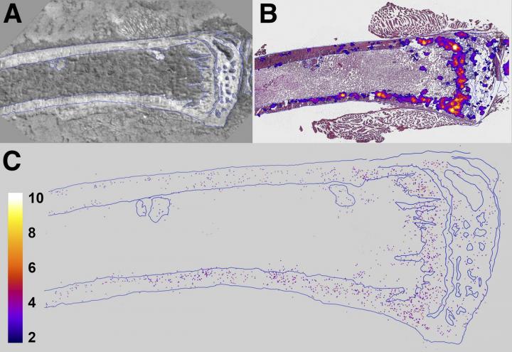 Images of Mouse Tibia 24 Hours after Administration of Radium-223 Dichloride