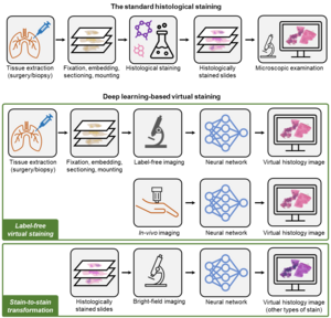 Standard histological staining vs. deep learning-based virtual staining.