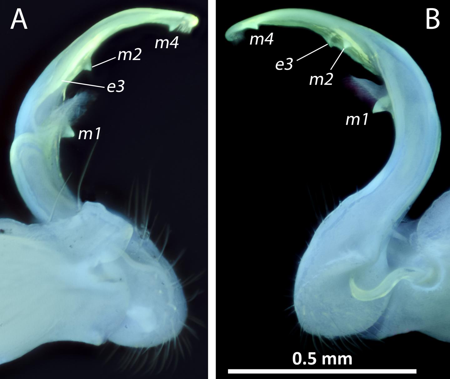 Glowing Genitalia of <em>P. caddo</em>