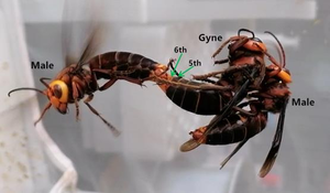 Giant hornet males mating with a queen