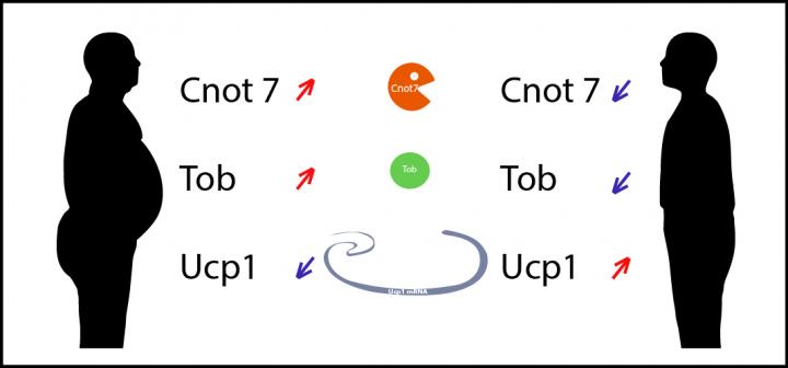 Obesity Correlates with the Increase of Cnot7 and Tob, which reduce Ucp1