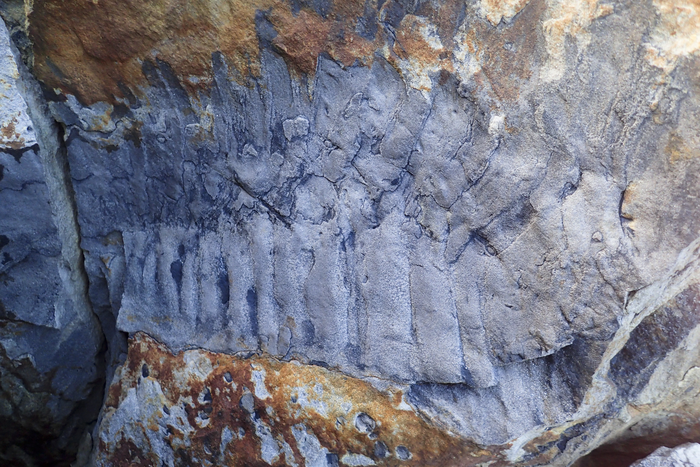 Fossil of Arthropleura