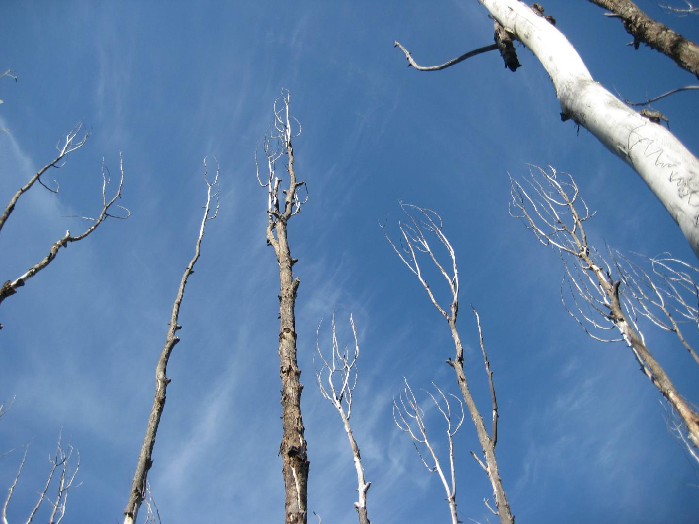 Drought-affected Trees