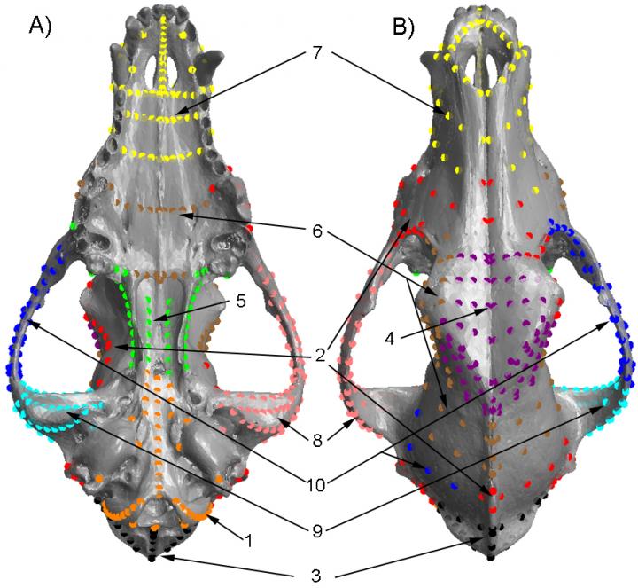 Dingo Skull Resistant to Change From Cross Breeding with Dogs, Research Shows (3/3)