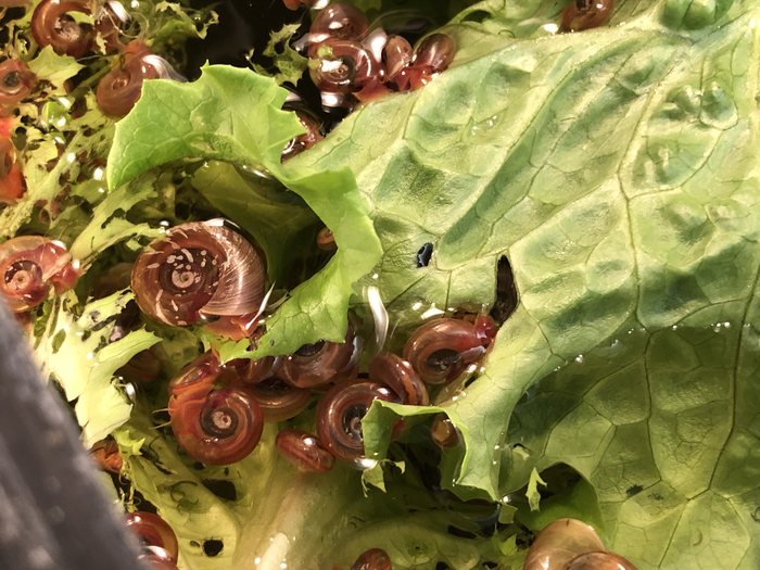 Schistosomiasis snail vector